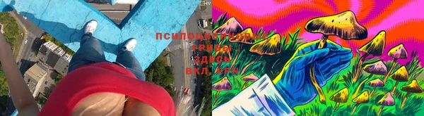 прущие грибы Беломорск
