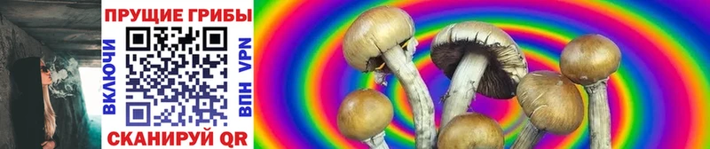 купить закладку  Болотное  Псилоцибиновые грибы MAGIC MUSHROOMS 